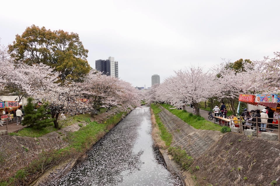 船橋の桜 海老川のお花見