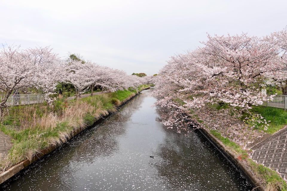 船橋の桜 海老川のお花見